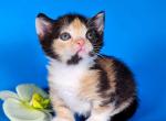 Anna's - Munchkin Cat For Sale - Pembroke Pines&comma; FL&comma; US