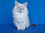 Marcy - Siberian Cat For Sale - Pembroke Pines&comma; FL&comma; US