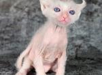 Tiffany - Lykoi Cat For Sale - Miami&comma; FL&comma; US