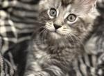 Squirrel - Maine Coon Cat For Sale - Paron&comma; AR&comma; US