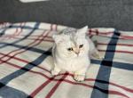 Sam - British Shorthair Cat For Sale - Las Vegas&comma; NV&comma; US