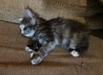 Black Smoke Tortoiseshell Ultra Polydactyl Female - Maine Coon Cat For Sale - Union City&comma; MI&comma; US