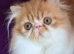 Vicont - Persian Cat For Sale - Pembroke Pines&comma; FL&comma; US