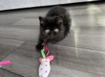 Mascara - Exotic Cat For Sale - Roseville&comma; CA&comma; US