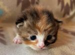 Olga - Siberian Cat For Sale - Clintwood&comma; VA&comma; US