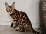 Varna - Bengal Cat For Sale - Norwalk&comma; CT&comma; US