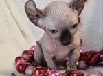 Sphynx Elf Boy Valentine Chicago IL - Sphynx Cat For Sale - Lockport&comma; IL&comma; US