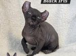 Sphynx Elf Girl Black Iris - Sphynx Cat For Sale - Lockport&comma; IL&comma; US