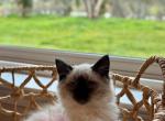 Daisy RESERVED - Balinese Cat For Sale - CA&comma; US