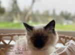 Dotti RESERVED - Balinese Cat For Sale - CA&comma; US