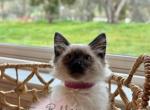 Dixie RESERVED - Balinese Cat For Sale - CA&comma; US