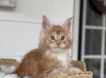 Theodore - Maine Coon Cat For Sale - Sugar Valley&comma; GA&comma; US