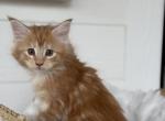 Olivia - Maine Coon Cat For Sale - Sugar Valley&comma; GA&comma; US