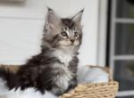 Lucas - Maine Coon Cat For Sale - Sugar Valley&comma; GA&comma; US