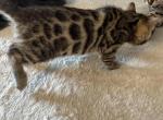 SHEBA X ELI - Bengal Cat For Sale - Lorena&comma; TX&comma; US