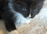 Keesha 2 - Maine Coon Kitten For Sale - Lorena&comma; TX&comma; US