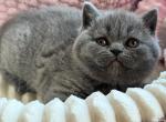 Milana&lowbar; - Scottish Straight Cat For Sale - Pembroke Pines&comma; FL&comma; US