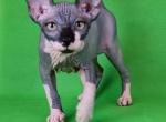 Garfield - Sphynx Cat For Sale - Pembroke Pines&comma; FL&comma; US
