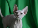 Magika - Sphynx Cat For Sale - Pembroke Pines&comma; FL&comma; US