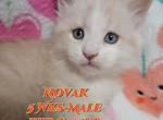 Novak New Years Litter - Maine Coon Cat For Sale - Kingman&comma; AZ&comma; US
