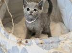 Fix - Russian Blue Cat For Sale - Hollywood&comma; FL&comma; US