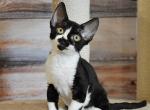Philadelphia - Devon Rex Cat For Sale - Norwalk&comma; CT&comma; US