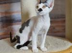 Odetta - Devon Rex Cat For Sale - Norwalk&comma; CT&comma; US