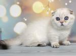 Donald - Munchkin Cat For Sale - Pembroke Pines&comma; FL&comma; US