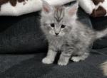 Light silver tabby female - Maine Coon Cat For Sale - Middle Point&comma; OH&comma; US