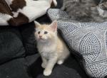 Male Cream Dilute mainecoon - Maine Coon Cat For Sale - Middle Point&comma; OH&comma; US