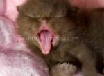 Zorro cinnamon british shorthair baby boy - British Shorthair Cat For Sale - TX&comma; US
