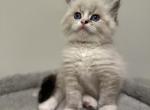 Leo - Ragdoll Cat For Sale - Monroe&comma; NC&comma; US