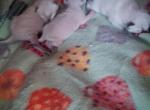 January 26th - Siamese Cat For Sale - NY&comma; US