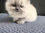 Pluto - Himalayan Cat For Sale - Dover&comma; NH&comma; US