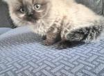 Saturn - Himalayan Cat For Sale - Dover&comma; NH&comma; US