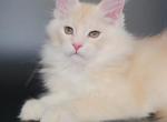 Eddy - Maine Coon Cat For Sale - Grayslake&comma; IL&comma; US