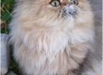 Celestial Cupeidon - Persian Cat For Sale - Fort Worth&comma; TX&comma; US