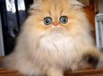 Celestial Leo - Persian Cat For Sale - Fort Worth&comma; TX&comma; US