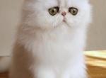 Celestial Soffy - Persian Cat For Sale - Fort Worth&comma; TX&comma; US