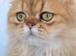 Celestial Philip - Persian Cat For Sale - Fort Worth&comma; TX&comma; US