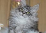 Nikol' - Maine Coon Cat For Sale - Miami&comma; FL&comma; US