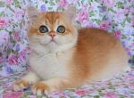 Lily - British Shorthair Cat For Sale - Brooklyn&comma; NY&comma; US
