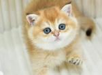 Belysiya - British Shorthair Cat For Sale - Chicago&comma; IL&comma; US