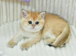 Britney - British Shorthair Cat For Sale - Chicago&comma; IL&comma; US