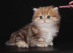 Idzhvi - Munchkin Cat For Sale - Pembroke Pines&comma; FL&comma; US