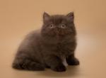 Candy - British Shorthair Cat For Sale - Hollywood&comma; FL&comma; US