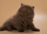 Cassiopeia - British Shorthair Cat For Sale - Pembroke Pines&comma; FL&comma; US