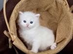 Polly - Siberian Cat For Sale - Miami&comma; FL&comma; US