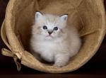 Potap - Siberian Cat For Sale - Miami&comma; FL&comma; US