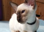 Emma - Siamese Cat For Sale - Miami&comma; FL&comma; US
